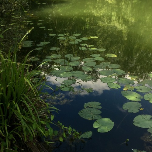 ironmist: .lilypad path.