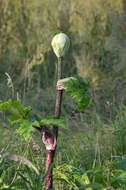 science-junkie:  plant-a-day:  Photos courtesy of Huhu Uet (1) (2), Rasbak, Walter J. Pilsak, and Wutsje.  Heracleum mantegazzianum aka Giant Hogweed and Giant Cow Parsnip. Family Apiaceae. Native to the Caucasus Region and Central Asia, although