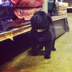 Awwpics-Org:  We Recently Got Our First Puppy, Meet Eli!