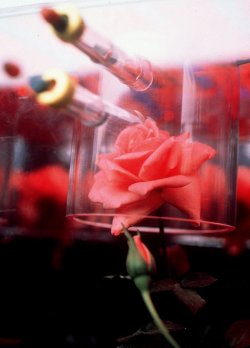 the-actual-universe:  birdinsea:  A rose grown in space!  Learn more about gardening in space here.