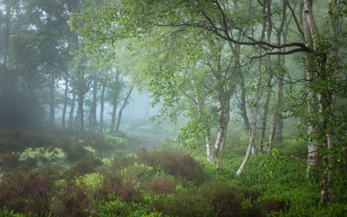 Spring Mist by James Mills jamesmillsphotography.com