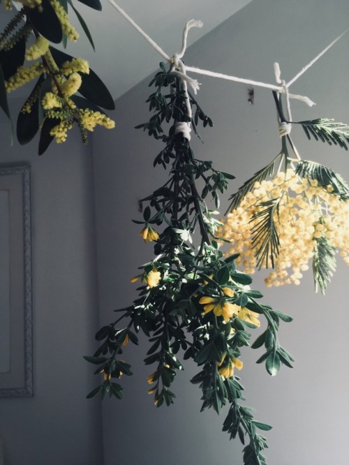 onyxheartbeat: Beautiful yellow blossoms, (wild acacia and scotch broom), I collected from the mount