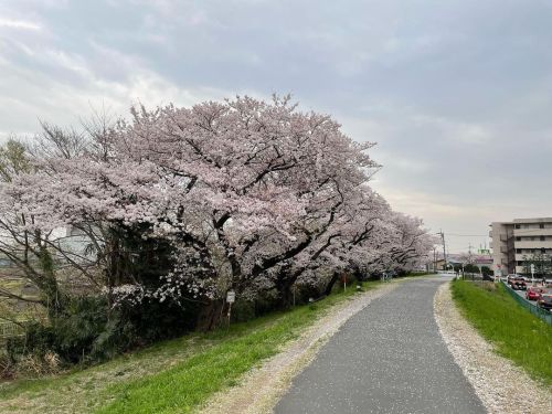 . #登戸 #二ヶ領用水 #花見 #桜 #cherryblossom (二ヶ領用水) https://www.instagram.com/p/Cb4_ydmPTdN/?utm_medium=tumbl