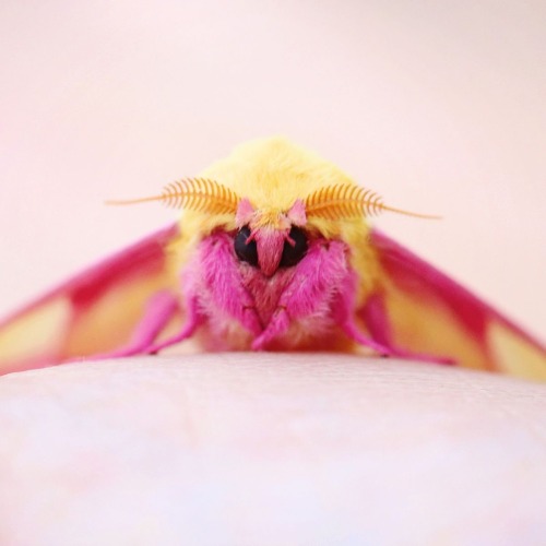 Moth Of The Week: