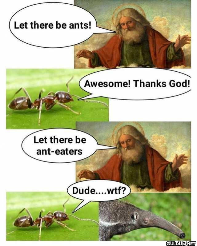 Let there be ants!...