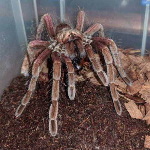 #pamphobeteus #pamphobeteusmachala #tarantulas #tarantulasofinstagram #arachnids #bugs