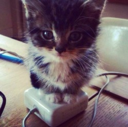 awwww-cute:  Just sit there on my charger