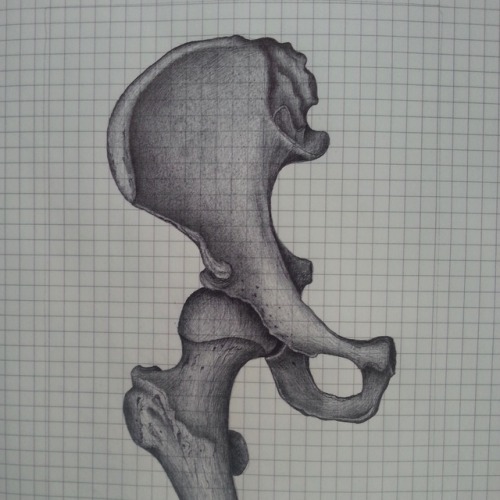 Pelvis, 2016