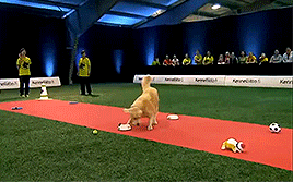 thecutestofthecute:  hannahbowl:  Hilarious Golden Retriever Really Wants To Race But.. First Things First.  This was everything I needed to see today 