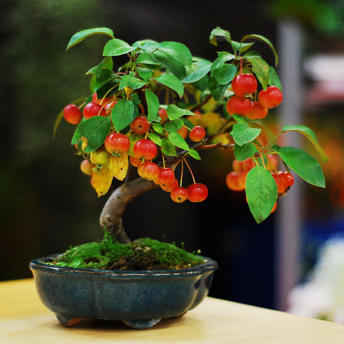 sybil-howlett:  art-tension:  The Most Beautiful Bonsai Trees Ever          