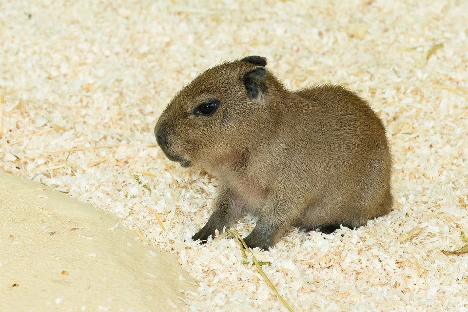 airyairyquitecontrary:  mizufae:  zooborns:  Schönbrunn Zoo Welcomes Capybara Pups