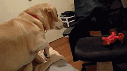 tastefullyoffensive:  When your stubby legs prevent you from reaching your toy. [full video]