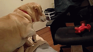 tastefullyoffensive:  When your stubby legs prevent you from reaching your toy. [full video]