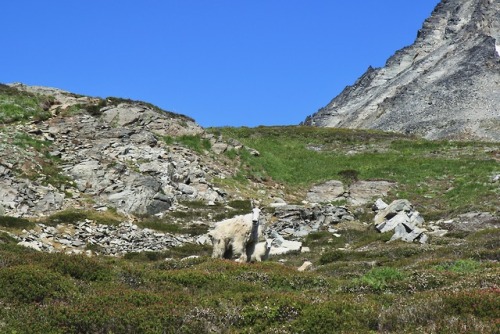 burningmine:Cascade Pass/Sahale Arm, July 2019