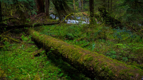 favorite kind of hike? the one that ends in natural hot springs.say no more.Bagby Hot Springs