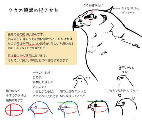 digiartlab: 鳥やタカを描いてみよう How to Draw Birds 