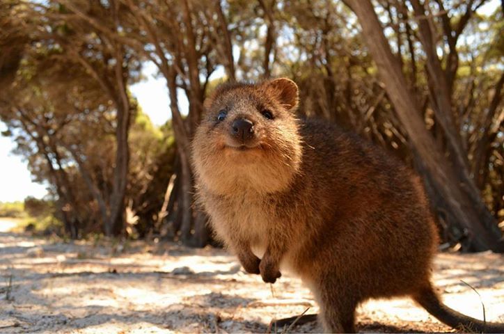 the-absolute-funniest-posts:  dear-moleskine: Meet the Quokka, the cutest little