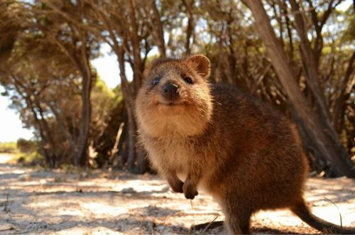 mimisberry:  leupagus:  dear-moleskine:  Meet the Quokka, the cutest little animal you’ve never heard of. A squirrel/kangaroo hybrid, it’s very friendly and pretty much just wants to be everyone’s friend.  Literally the happiest animal I’ve ever