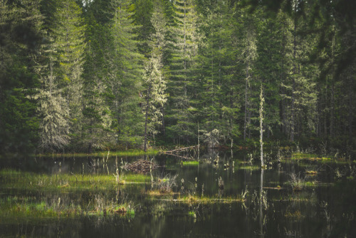 Flooded lake by Lianne Morgan