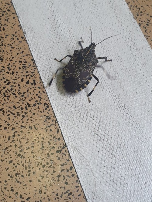 “Found in a Tokyo school. My students were keen to identify it.” Good evening!Thanks for your submis