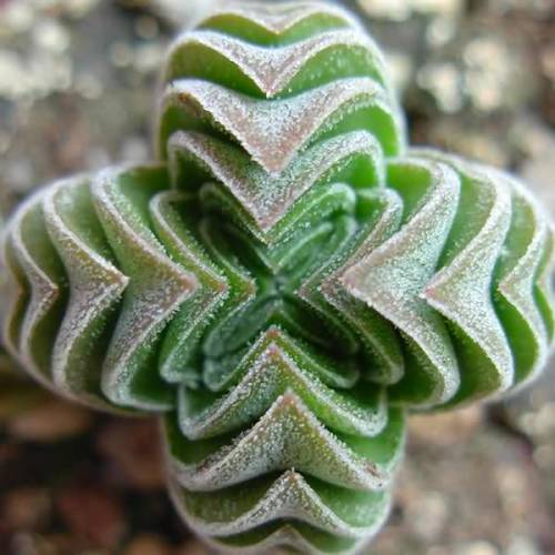 jruckman:Crassula ‘Buddhas Temple’This plant is a beautiful hybrid! It was created in 1959 by mixing