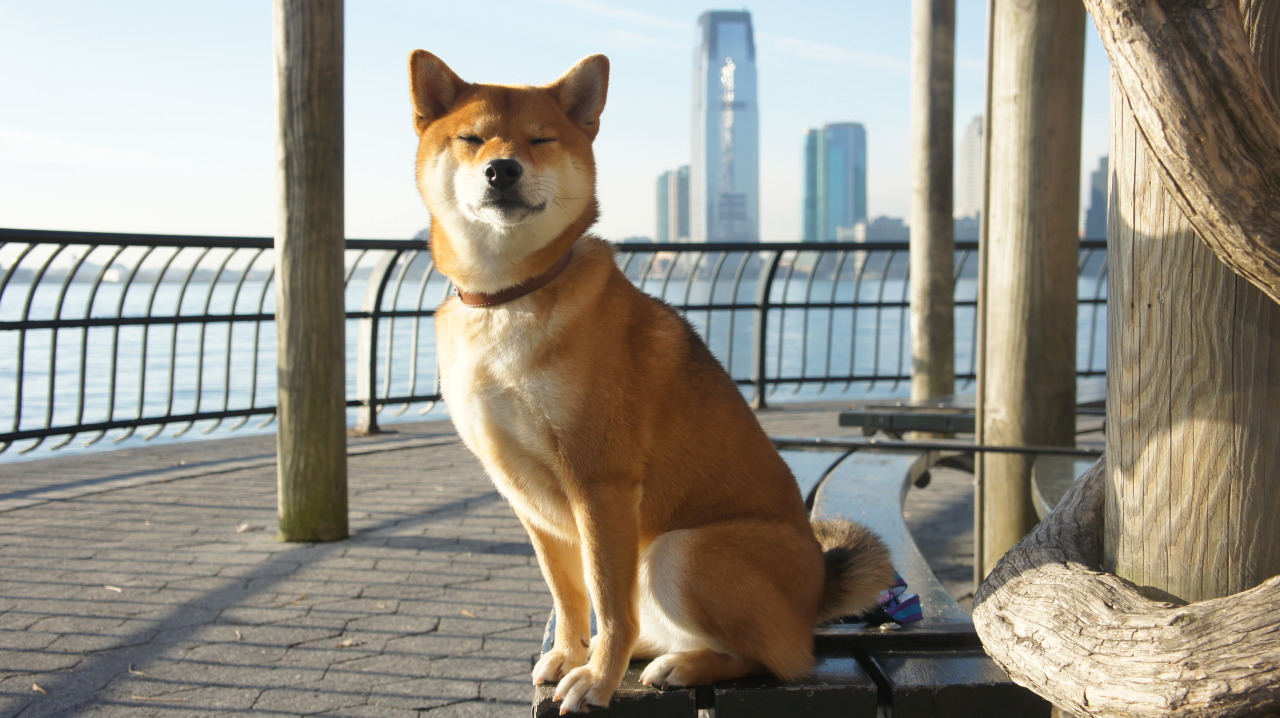 Meditation makes for a more focused, relaxed, and pretty Shiba Inu. - HappyGoRiley
