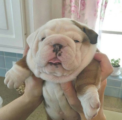 pageslikepetals:ilove-englishbulldogs:Mornin@chemicalbydefault