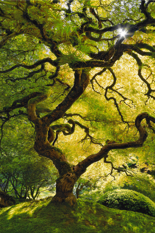 expressions-of-nature:Inner Peace by Peter Lik