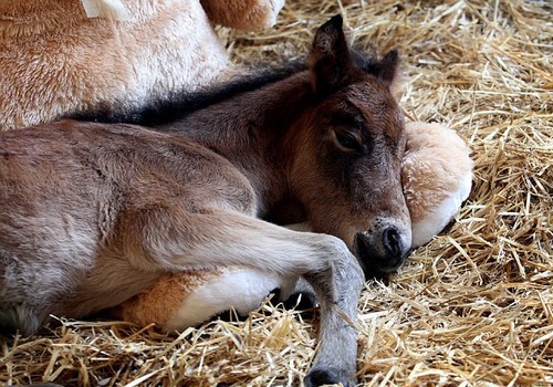 wonderous-world:  Breeze, a 10-day old Dartmoor Hill pony, was found in a state of