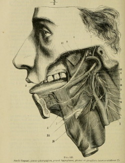 nemfrog:  Fig. 223. Nerves of the tongue and throat _Nouveaux éléments d'anatomie descriptive et d'embryologie_ 1885 