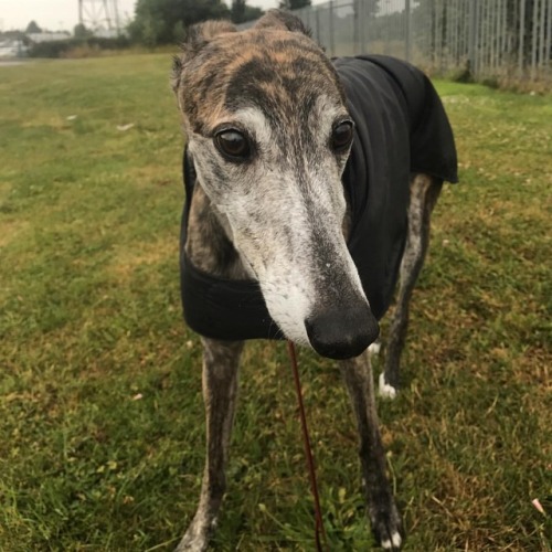 mrs-captain-evans: ❤️ #greyhound #rain #walkies #raindrop #myboy #raincoat #rainyday #clouds #greysk