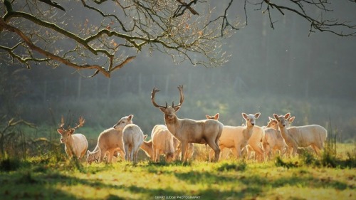 myirishhome:White Fallow Deer in Autumn Light