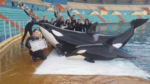 Gender: MalePod: N/APlace of Capture: Born at Marineland Antibes, FranceDate of Capture: Born Novemb