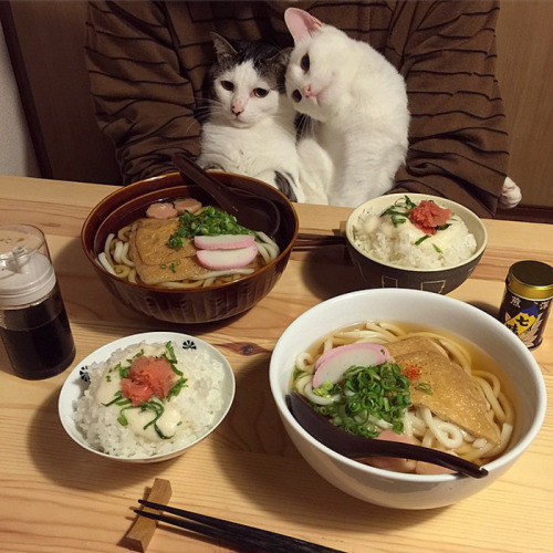 neuromantis:awesome-picz:Japanese Couple Captures Every Time Their Cats Watch Them Eat.This is relev