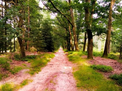 ‘Sunday Stroll’ #Nature #Forest #Outdoors #Summer #Walking #Hiking #Adventure #Sunday #T