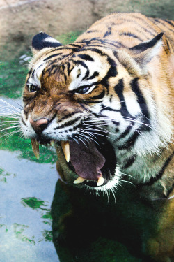 motivationsforlife:  Tiger by Mark Dumont