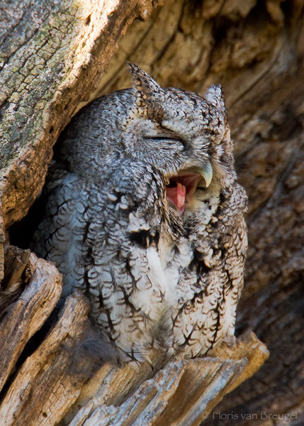 Eastern Screech Owl