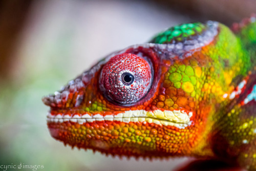 lovingexotics - Panther Chameleon Furcifer pardalis Source - ...