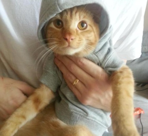 caterville:  It’s All Good in the Hood 