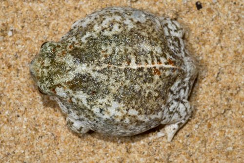 toadschooled: The sandhill frog [Arenophryne rotunda] is a plump little burrower native to the weste