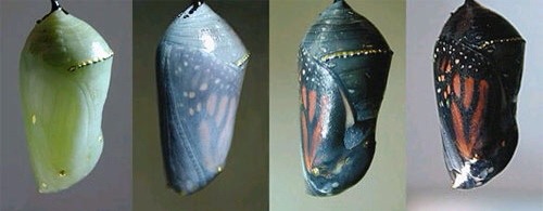 sevenvalencia:  chrysalis of the Danaus plexippus, Monarch butterfly.