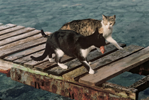 hautecatture:  (by Hans Silvester) 