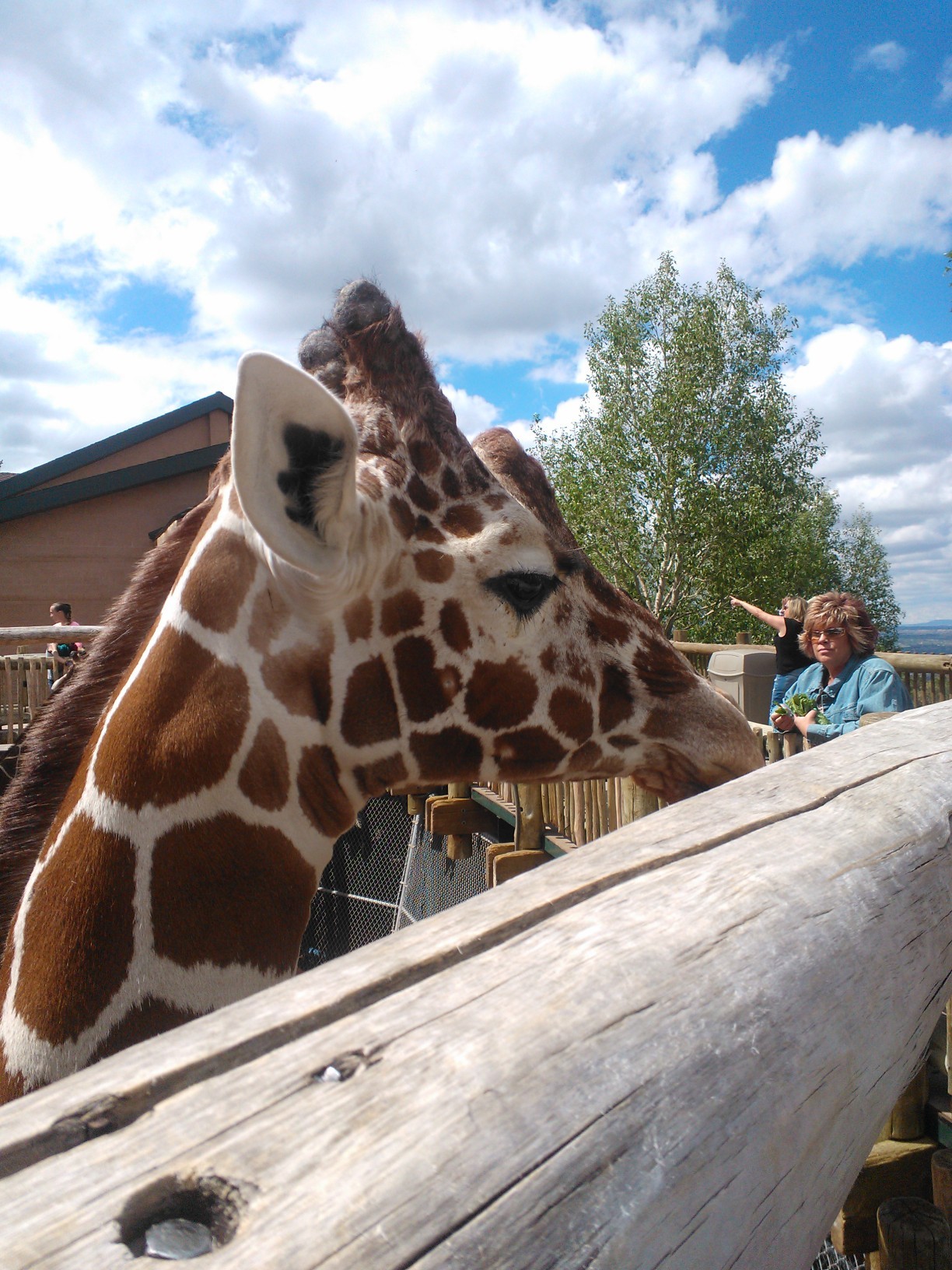 Went to the zoo today!  I got to feed giraffes today and it was the best thing ever.