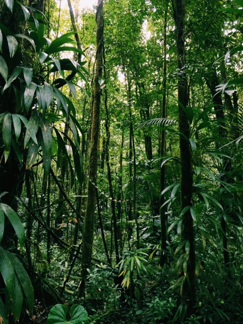 nappyjoy - Dominica, The nature island