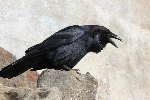 birdsandbirds:Common RavenOuter Point LighthousePoint Reyes National Seashore, CA