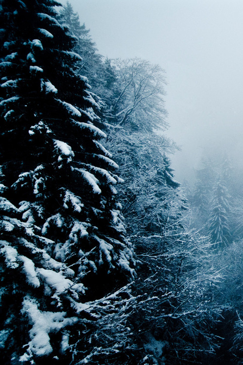  nature & vintage blog 