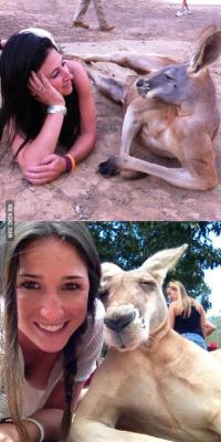 9gag:  Kangaroos get more girl than you 