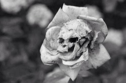 persequimur:  The Death Rose (Rosa calvaria)