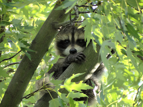 redwingjohnny:Baby Racoon by habfam on Flickr.