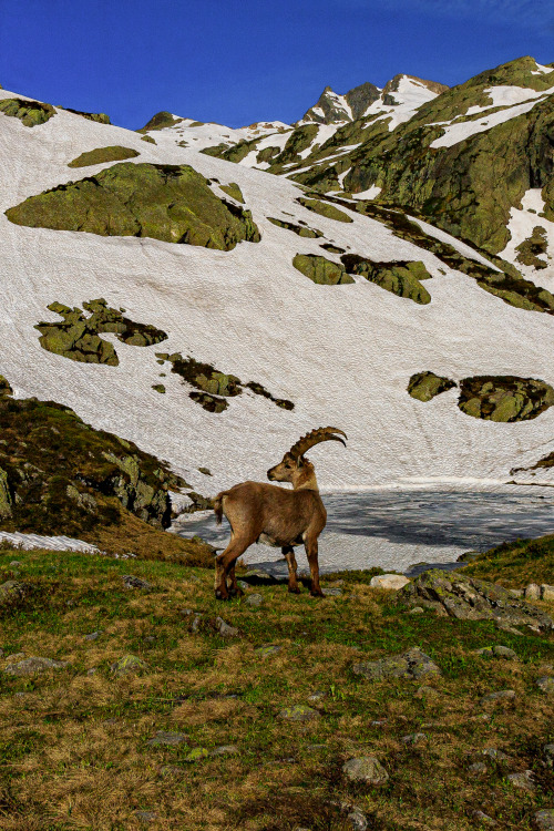 Alpine Ibex 1-5/? - Tour du Mont Blanc, June 2019photo by nature-hiking